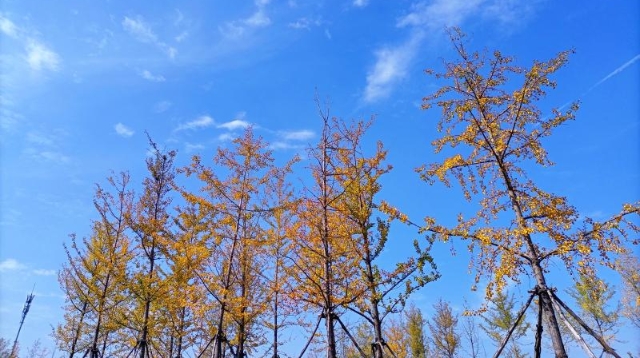 ?多彩的秋天，繽紛的秋葉