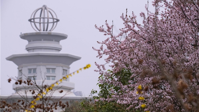 陽春三月，踏青賞花正當(dāng)時(shí)